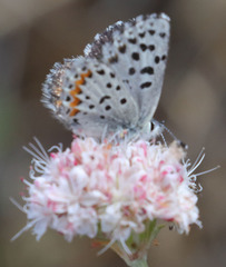 Euphilotes enoptes smithi