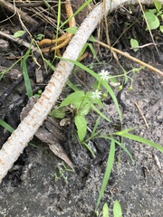 Stellaria aquatica