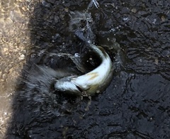 Micropterus dolomieu