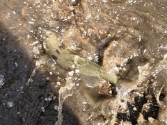 Micropterus dolomieu