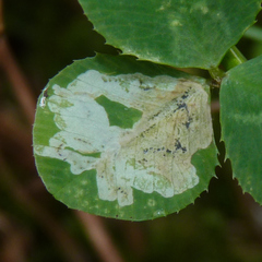 Liriomyza fricki