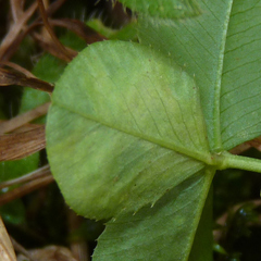Liriomyza fricki