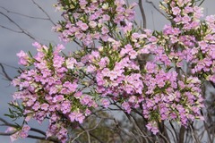 Eremophila sturtii