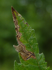 Stigmella apicialbella