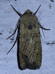 Euxoa ochrogaster