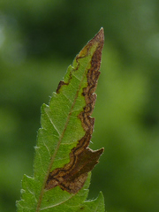Stigmella apicialbella