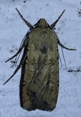 Euxoa ochrogaster