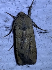 Euxoa ochrogaster