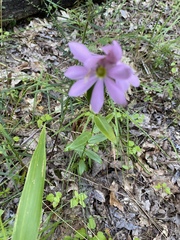 Sabatia capitata