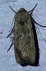Euxoa ochrogaster