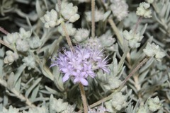 Dicrastylis lewellinii