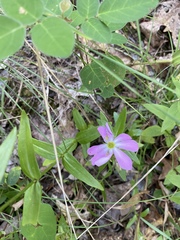 Sabatia capitata