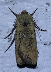 Euxoa ochrogaster