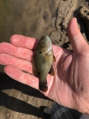 Lepomis cyanellus