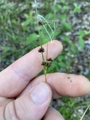 Rhynchospora recognita