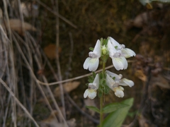 Collinsia tinctoria