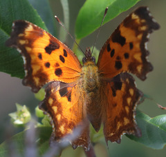 Polygonia oreas