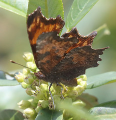 Polygonia oreas