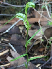 Pterostylis melagramma