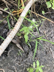 Stellaria aquatica