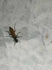 Epicauta ochrea