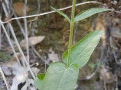 Collinsia tinctoria