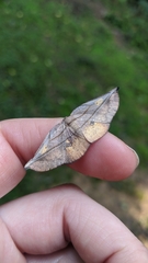 Xenomusa metallica
