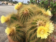 Parodia