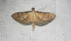 Tatobotys janapalis