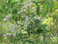 Vernonanthura patens