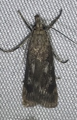 Occidentalia comptulatalis