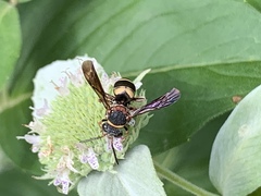 Epeolus bifasciatus