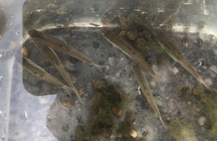 Pimephales notatus