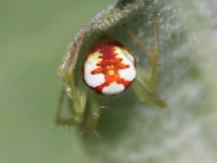 Araneus guttulatus