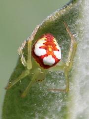 Araneus guttulatus