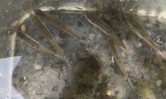 Pimephales notatus