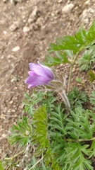 Pulsatilla ambigua