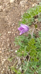 Pulsatilla ambigua