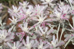 Ptilotus sessilifolius