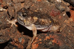 Uperoleia rugosa