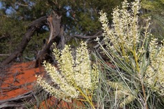 Grevillea stenobotrya