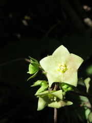 Dictyanthus asper