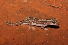 Lucasium steindachneri