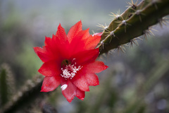 Disocactus speciosus speciosus