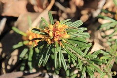 Pultenaea petiolaris
