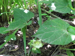 Dictyanthus asper
