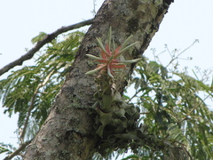 Tillandsia streptophylla