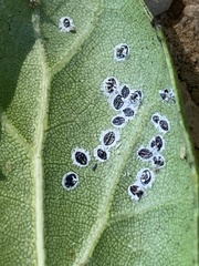 Tetraleurodes perileuca