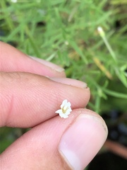 Epilobium leptophyllum