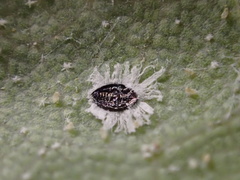 Tetraleurodes perileuca